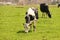 Cows esting grass on a pastuye.