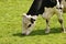 Cows esting grass on a pastuye.