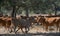 Cows facing each other facing an oak