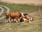 cows family in a meadow