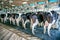 Cows in farm, Cow milking facility with modern milking machines