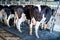 Cows in farm, Cow milking facility with modern milking machines