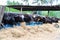 Cows in a farm, Dairy cows eating in a farm