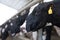 Cows in a farm, dairy cows laying on the fresh hay, concept of modern farm cowshed