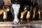 Cows on the farm. Dairy cows look into the camera Close-up