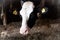 Cows on the farm. Dairy cows look into the camera Close-up