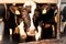 Cows on the farm. Dairy cows look into the camera Close-up