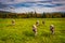 Cows in a farm field near Jefferson, New Hampshire.