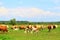 Cows on farm land