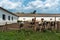 Cows on the farm. Poor conditions for keeping cattle. Cow\\\'s muzzle close-up behind the fence. Agriculture, farming