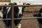Cows on the farm. Poor conditions for keeping cattle. Cow\\\'s muzzle close-up behind the fence. Agriculture, farming
