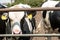 Cows on the farm. Poor conditions for keeping cattle. Cow\\\'s muzzle close-up behind the fence. Agriculture, farming