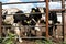 Cows on the farm. Poor conditions for keeping cattle. Cow\\\'s muzzle close-up behind the fence. Agriculture, farming