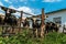 Cows on the farm. Poor conditions for keeping cattle. Cow\\\'s muzzle close-up behind the fence. Agriculture, farming