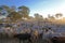 Cows on farm with sign Fazenda Paraiso - Paradise Farm portuguese text, Transpantaneira road, Pantanal, Pocone, Brazil