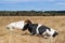 Cows on a farm on a sunny day. While resting, lounging. Black and white animals, landscape.