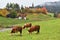 Cows on farmalnd, Funes, Dolomites, Italy