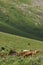 Cows farming in mountain green valley grass summer highland pasture