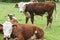 Cows on Farmland