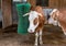 The cows at farmyard with scratching or washing brush