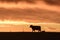 Cows fed  grass, Pampas, Patagonia,Argentina