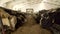 Cows feeding in a dairy farm cowshed