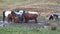 Cows feeding at the food cage