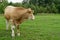 Cows feeding on the grass on the pasture or meadow.