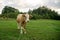 Cows feeding on the grass on the pasture or meadow.