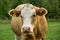 Cows feeding on the grass on the pasture or meadow.