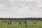 Cows Feeding in Green Farmfield