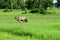 Cows are feeding in green grasslands.