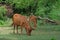 Cows feeding in green landscape, Sri Lanka