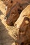 Cows in a feedlot or feed yard