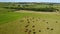 A cows in a fenced farm field, warm summer weather. Green farm fields, top view. Picturesque agricultural landscape. Green grass