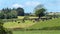 A cows on a fenced pasture on a sunny spring day. Livestock farm. Cows on free grazing. Organic farm in Ireland, green grass field