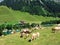 Cows on fertile alpine pastures in the fairytale valley of Saminatal and along the artificial lake Ganglesee or Gaenglesee