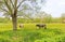 Cows in a field.