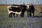 Cows in a Field of Blue Bonnets