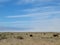 Cows field clouds desert grass