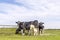 Cows in a field grazing, frisian holstein, standing near a gate in a pasture, a happy heifer group