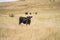 cows in field, grazing on grass and pasture in Australia, on a farming ranch. Cattle eating hay and silage. breeds include