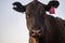 cows in field, grazing on grass and pasture in Australia, on a farming ranch. Cattle eating hay and silage. breeds include