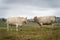 cows in field, grazing on grass and pasture in Australia, on a farming ranch. Cattle eating hay and silage. breeds include speckle