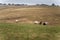 cows in field, grazing on grass and pasture in Australia, on a farming ranch. Cattle eating hay and silage. breeds include speckle