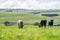 Cows in a field, grazing on pasture, in Australia