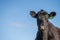 Cows in a field, grazing on pasture, in Australia