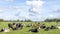 Cows in a field, a pack black white and red, herd lying and grazing together happy and joyful and a blue sky and a panoramic wide