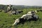 Cows in field pasture in south-west Germany.