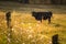 Cows on the field, polish rural landscape, late evening golden l
